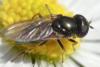 Cheilosia sp.